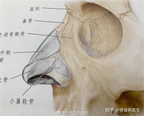 鼻子有骨頭嗎|鼻基本解剖结构如何？鼻骨和软骨形态结构特点是什么？